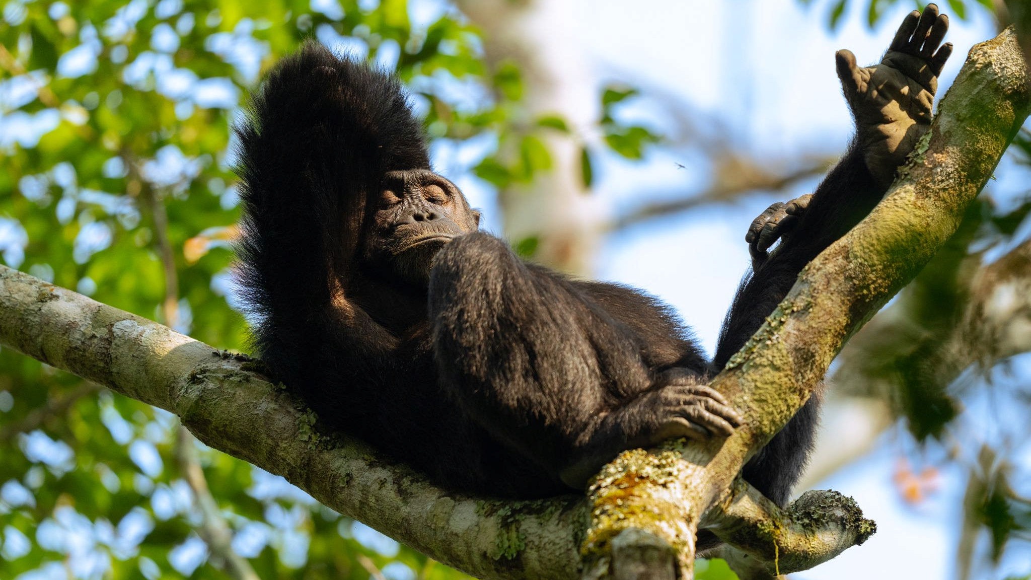 Ngamba Island Chimpanzee Tour - Image - 8016